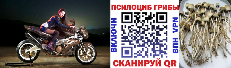 купить   Кстово  Галлюциногенные грибы мухоморы 